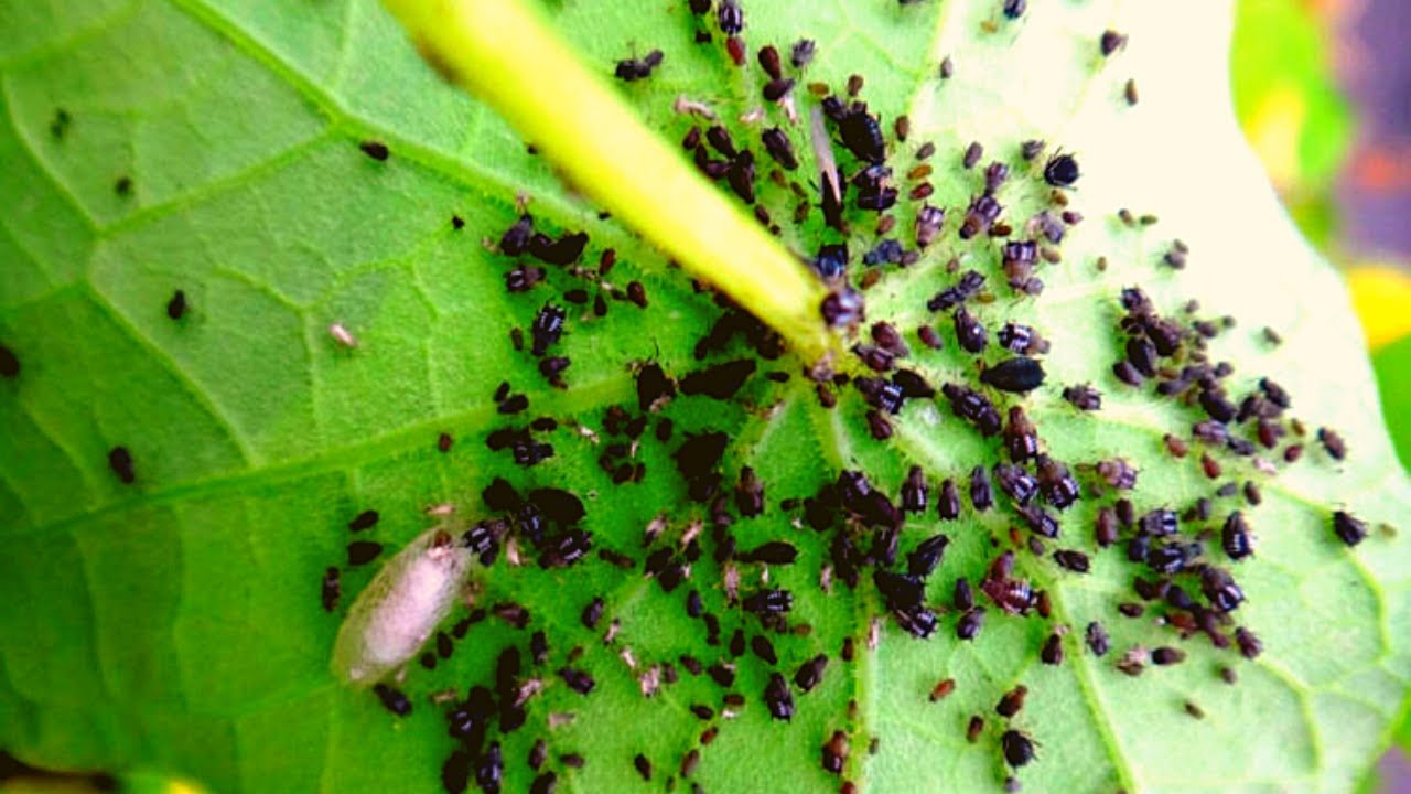 КАК ИЗБАВИТЬСЯ ОТ ТЛИ ЗА 5 МИНУТ. НАРОДНЫЙ МЕТОД. смотреть онлайн