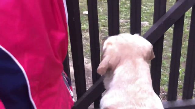 Как ухаживать за собакой смотреть онлайн