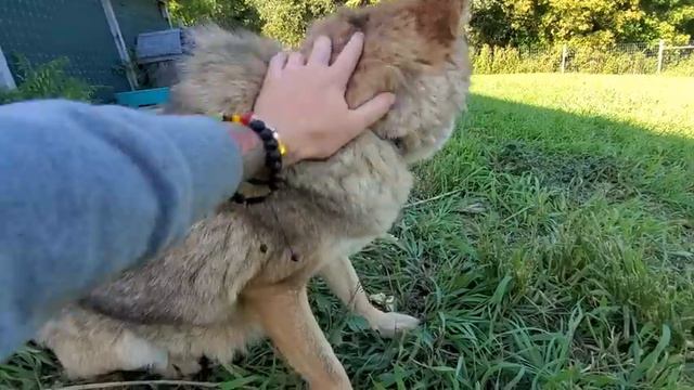 Dakota Coyote Education! смотреть онлайн