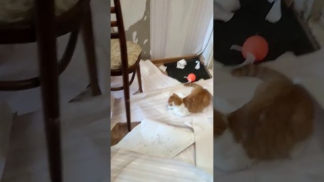 Ремонт коридора ,быстро и весело ! смотреть онлайн