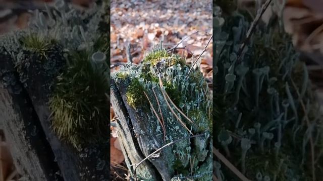 Мир лишайников #МирВокруг