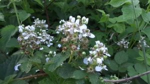 #zoom Вот почему у меня ЕЖЕВИКА   всегда КРУПНАЯ . Уход за  ЕЖЕВИКОЙ после цветения. Три совета