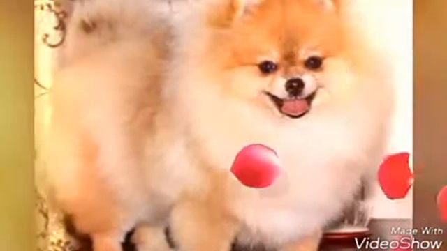 Я очень сильно люблю собак! смотреть онлайн