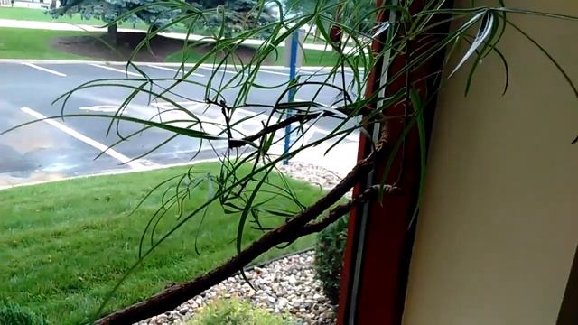 Brachychiton succulent bonsai смотреть онлайн