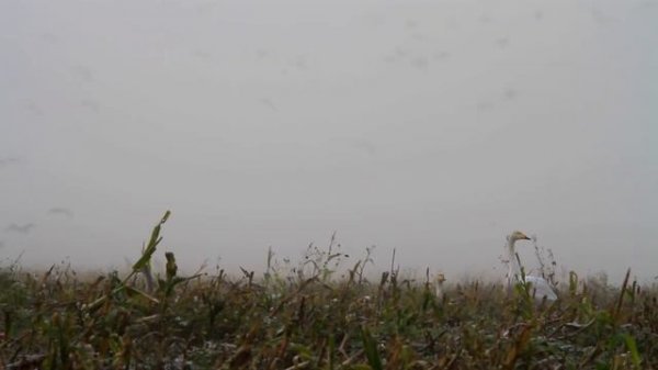 "Журавли" _  Igor Korg _ (Korg PA900)_ NEW 2021