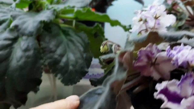 Неверные мнения людей о выращивании фиалок! смотреть онлайн