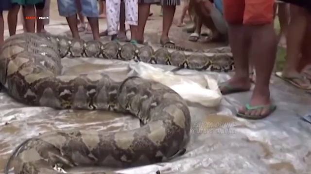 Awalnya Dikira Batang Pohon Tumbang, Namun Warga Berlarian Saat Tahu Itu Ular Raksasa Yang Melintas смотреть онлайн