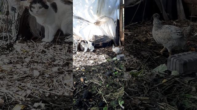 кот хочет уйти в белых штанах смотреть онлайн