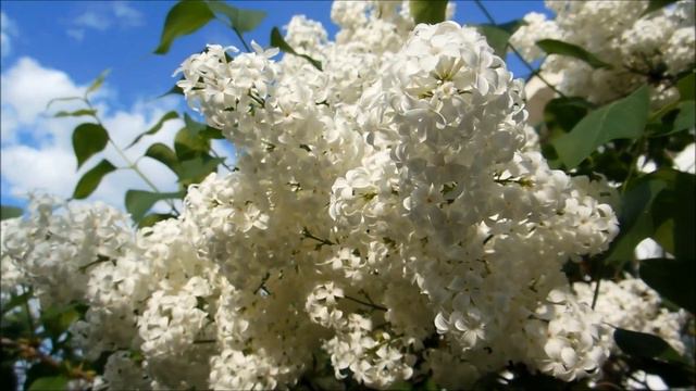 Spring 2018 - Blooming Lilac смотреть онлайн