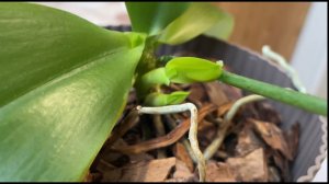 Выросли детки на орхидее! Эксперимент удался!