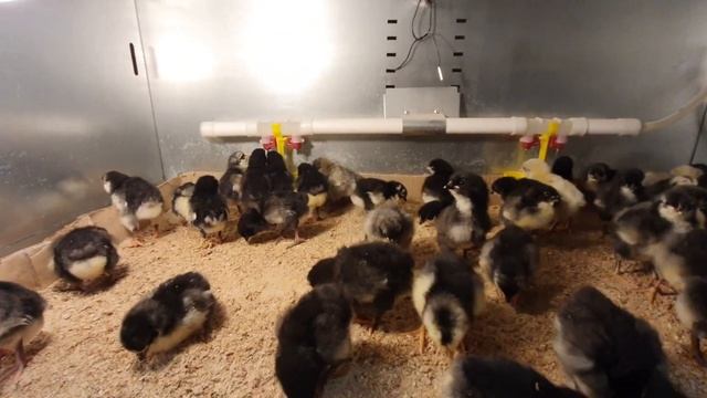 Суточные цыплята московская черная смотреть онлайн