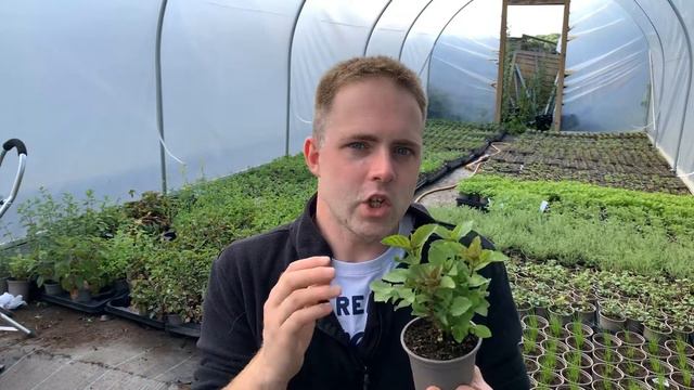 How to grow Lime Mint and why you should! смотреть онлайн