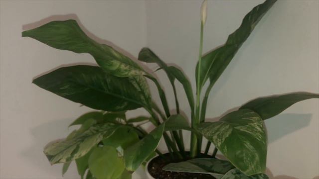 BATHROOM TOUR: Plant Ideas For Your Small Bathroom смотреть онлайн