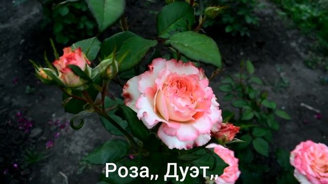 Роза,, Дуэт,, и,, Прикс П. Ж. Редут,, - первогодки смотреть онлайн