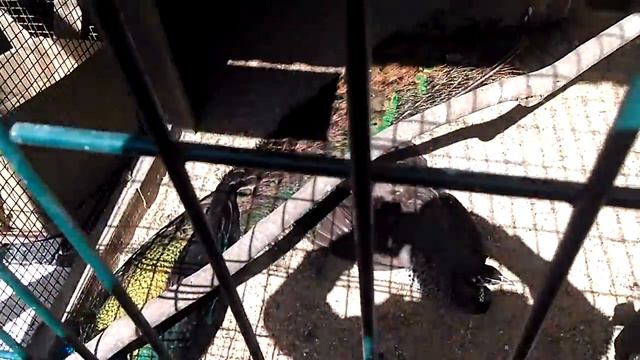 Владивостокский зоопарк Садгород.(10) смотреть онлайн