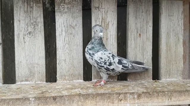Бакинские голуби.Обзор у Игоря Волжского.Baku Pigeons.Review By Igor Volzhsky