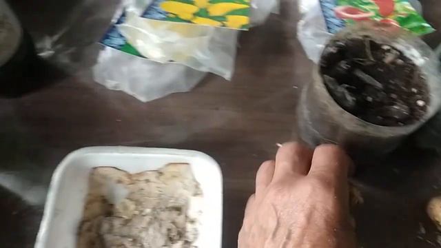 КАЛЛЫ. ПРОРАЩИВАНИЕ ЛУКОВИЦ.