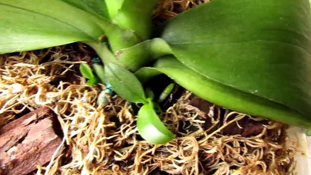 Как дела у мини орхочки (у мини мамочки))) смотреть онлайн