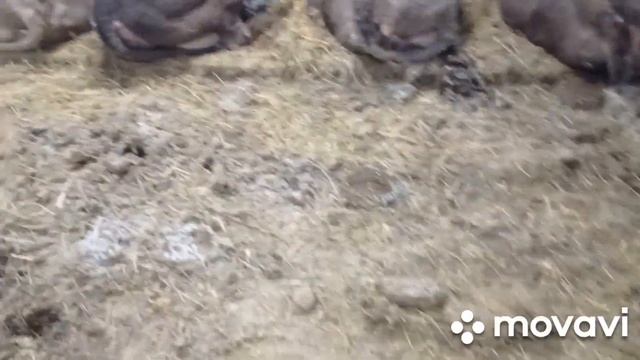 Коровы в сильный мороз