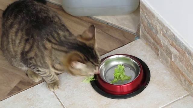 кіт вегетаріанець смотреть онлайн