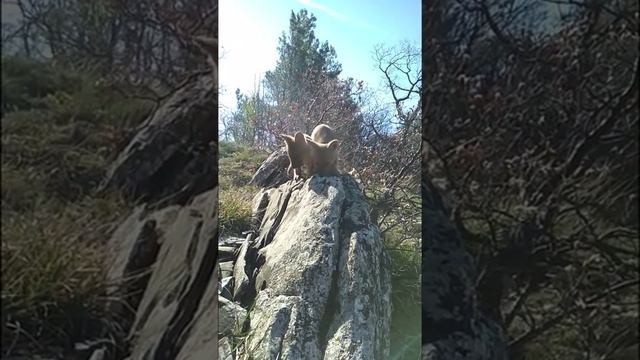 Красные волчата смотреть онлайн