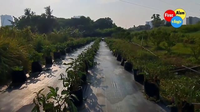 আধুনিক পদ্ধতিতে মালয়েশিয়া যেভাবে বেগুন চাষ করা হয়। #firozalamvlogs #বেগুন_চাষ #কৃষি #firo смотреть онлайн