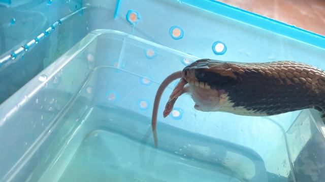 Кормление ложной кобры. Змея ест мышь. смотреть онлайн