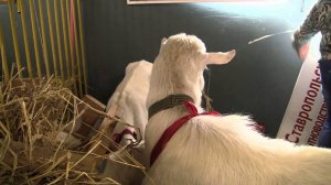 Козы зааненской породы на Всероссийской выставке овец г Элиста