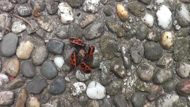 Feuerwanzen saugen an Samen смотреть онлайн
