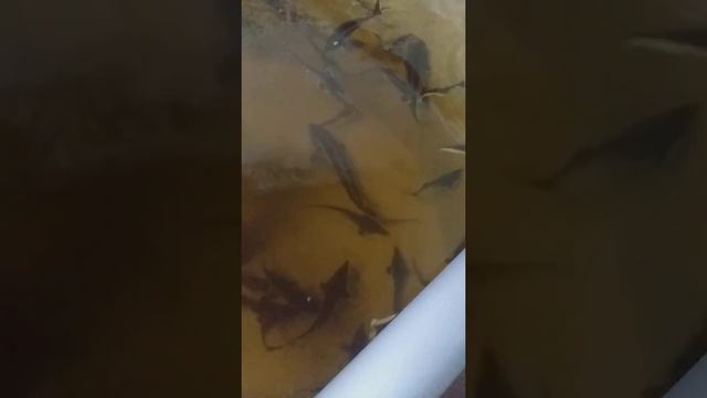 Кормление белуги в узв смотреть онлайн