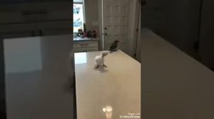 Первый раз поёт песни