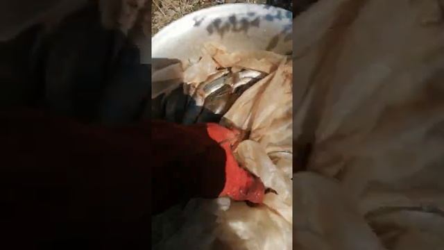 Начинаем вялить черноморский окуня без соли и после в вакуумную упаковку с добавлением специй смотреть онлайн