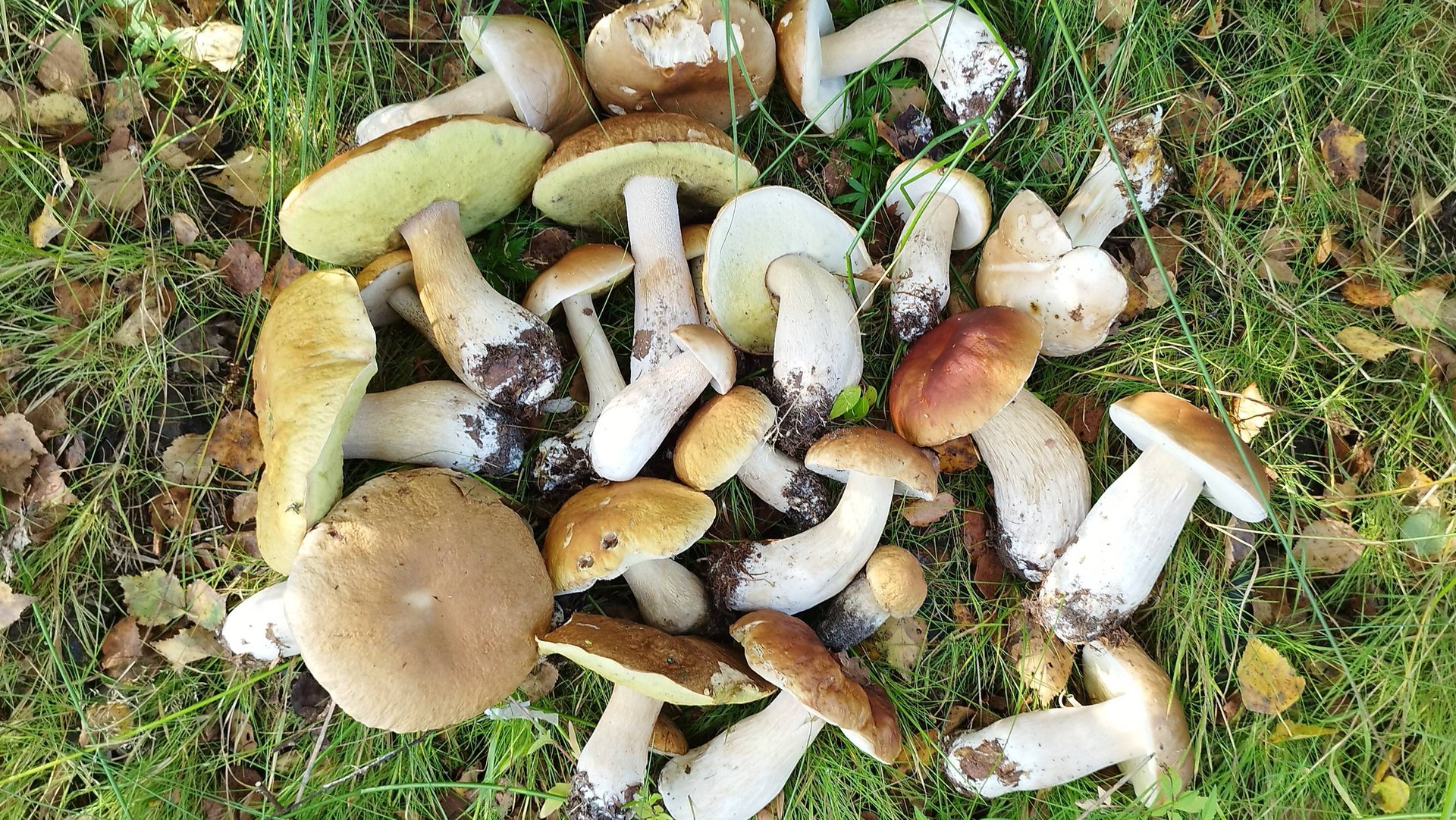 За грибами на болото Белых грибы и подосиновики. смотреть онлайн