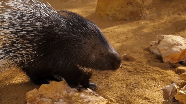 COBRA ATACA PORCO ESPINHO E LEVA A PIOR смотреть онлайн