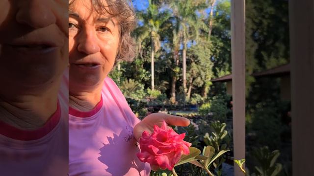 KING OF SIAM, Adenium obesum, Apolonia Grade смотреть онлайн