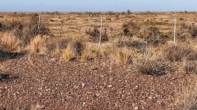 Лесные Друзья