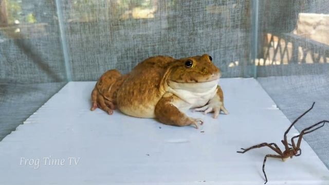 Asian Bullfrog Eats Spider And Small Frog! Bullfrog Live Feeding