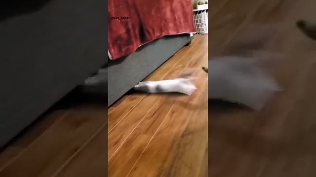 Два котика играют смотреть онлайн