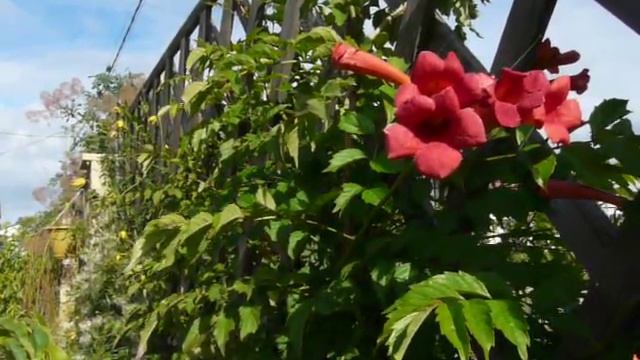 Кампсис северный (Campsis radicans) смотреть онлайн