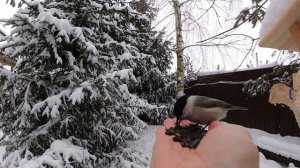 Как приручили синиц и теперь птицы клюют с рук