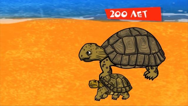 ПРОФЕССОР ПОЧЕМУШКИН - Сколько живут черепахи? - Полезные мультики смотреть онлайн