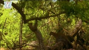 Дикие кошки для детей. Развивающее видео о диких животных