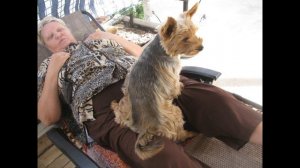 Собачья жизнь 3. Doggi life 3/