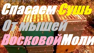 Кормим пчелосемьи в открытую-искусственный взяток.Пасек рядом нет.Спасаем сушь от моли. смотреть онлайн