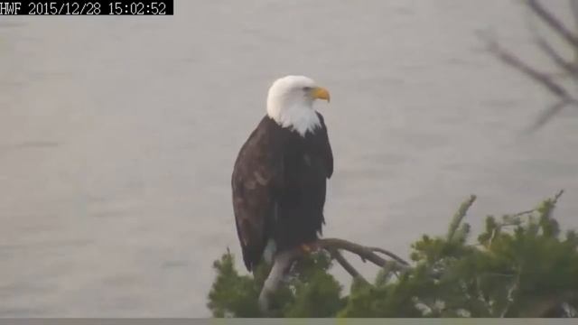 White Rock BC. eagles 12.28.15 300pm смотреть онлайн