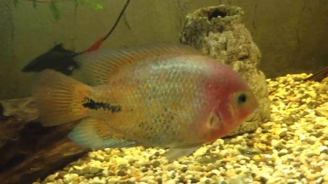 ~Глиптоперихт и радужная цихлазома~ смотреть онлайн