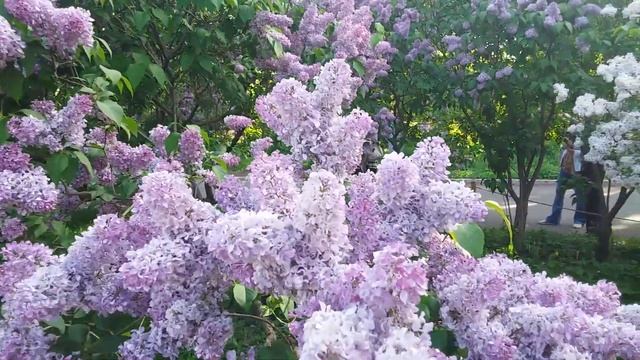 Цветение сирени Алексей Маресьев в Сирингарии ботанического сада МГУ. Июнь 2021 смотреть онлайн