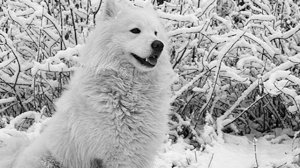 ИНТЕРЕСНЫЕ ФАКТЫ О САМОЕДАХ