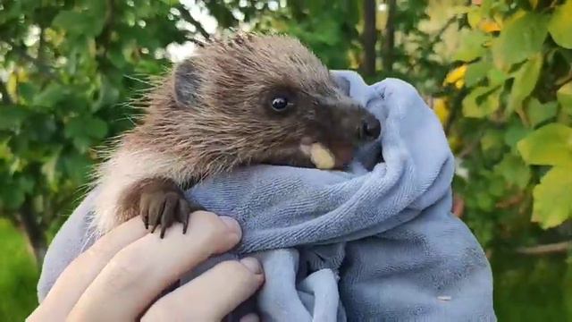 Ёжик ест курицу смотреть онлайн