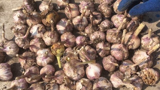 Чеснок!!! Урожай, хранение, итоги! смотреть онлайн
